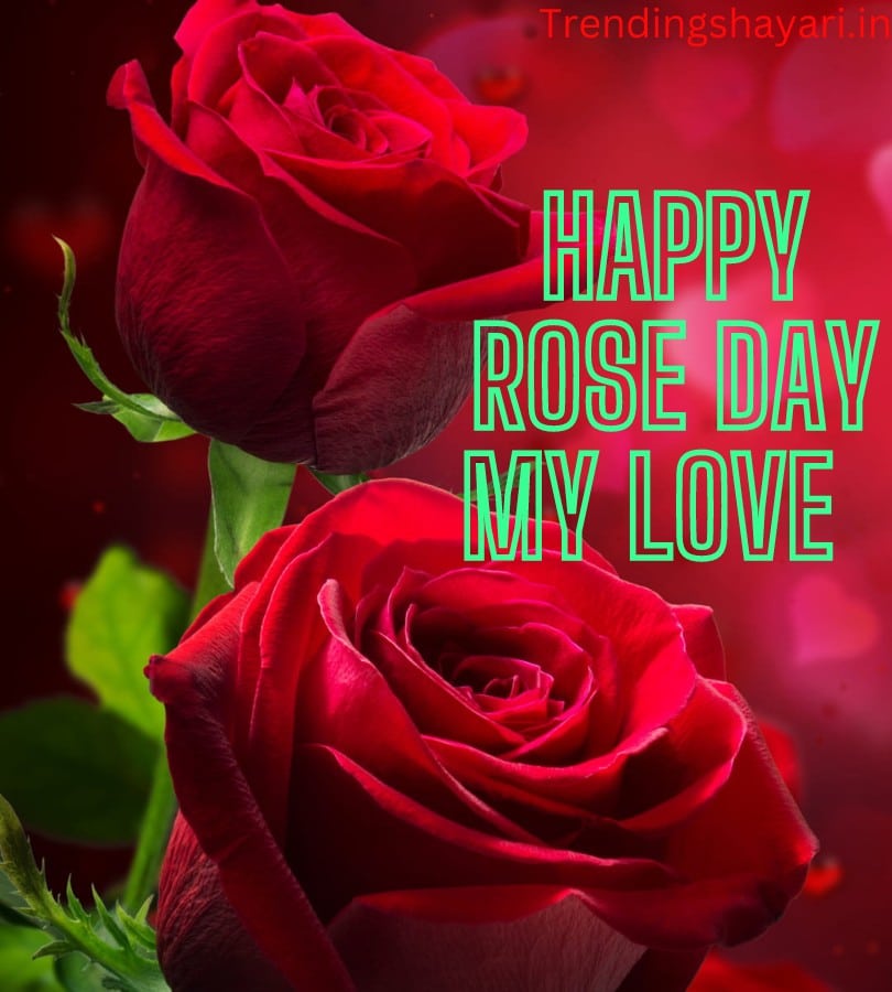 rose day shayari
